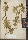 Foto von Salix alba L. x Salix fragilis L.